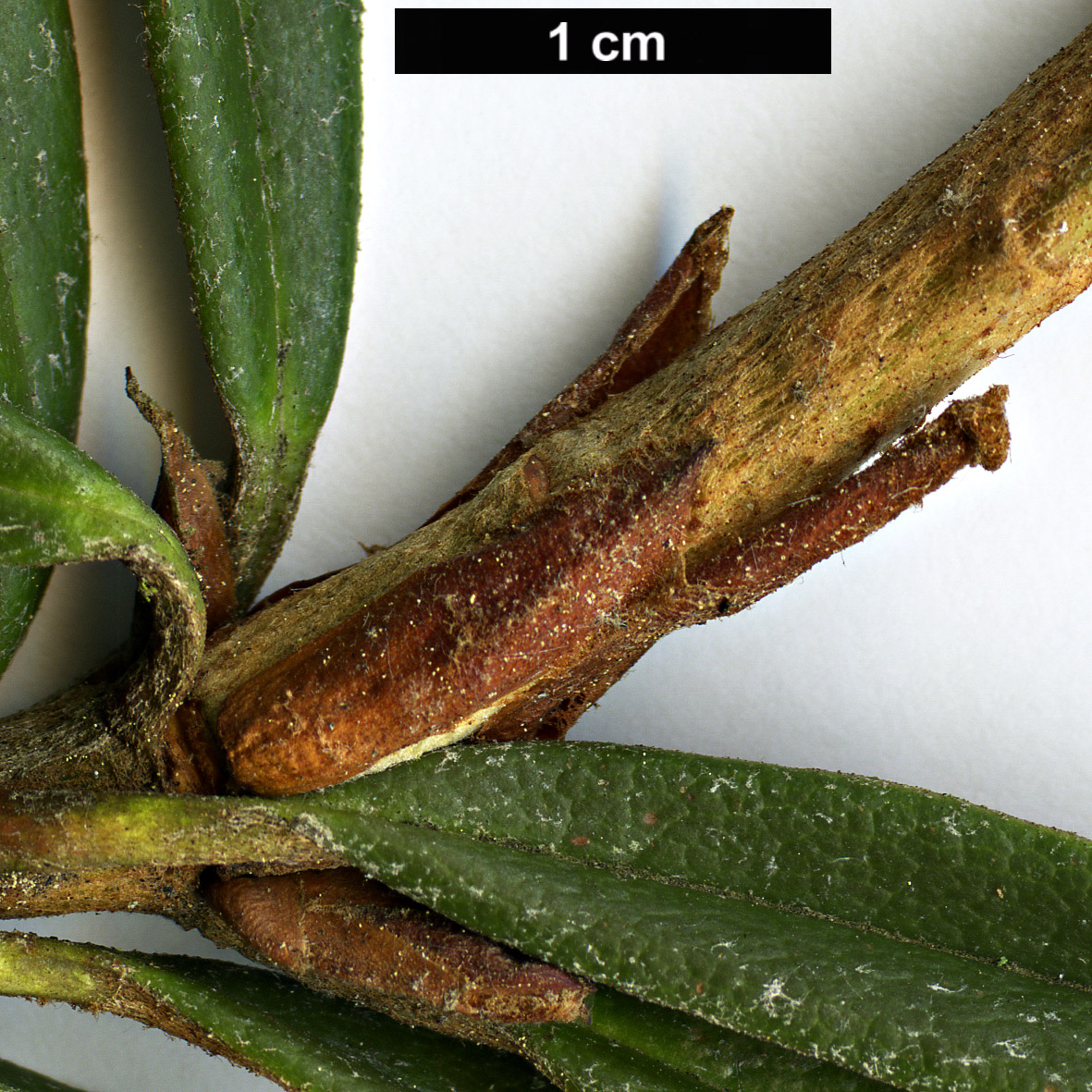 High resolution image: Family: Ericaceae - Genus: Rhododendron - Taxon: roxieanum - SpeciesSub: var. oreonastes